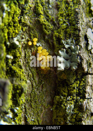 multicoloured Asian beetle (Harmonia axyridis), eggs, Germany Stock Photo