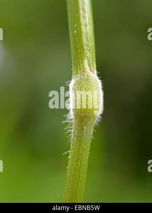 tor-grass (Brachypodium pinnatum), node, Germany Stock Photo