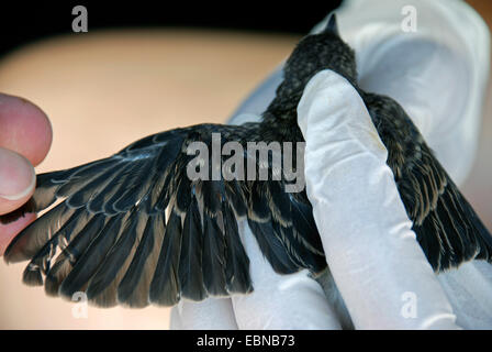 cyprus wheatear (Oenanthe cypriaca), freshly fledged juvenile, measuring, Cyprus, Paphos Stock Photo