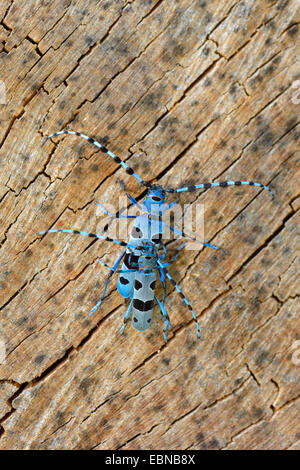 Rosalia longicorn (Rosalia alpina), two beetles sitting on an intersection of an old beech wood log , Germany, Baden-Wuerttemberg Stock Photo