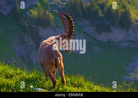 Alpine ibex (Capra ibex, Capra ibex ibex), ibex on a slope in morning light grazing, Switzerland, Toggenburg, Chaeserrugg Stock Photo