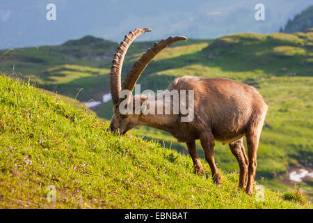 Alpine ibex (Capra ibex, Capra ibex ibex), ibex grazing on a slopem, Switzerland, Toggenburg, Chaeserrugg Stock Photo