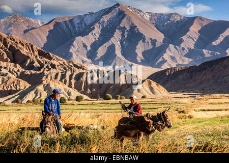 agricultural workers with donkey cart in field landscape, mountain range in background, Kyrgyzstan, Karakoel Stock Photo