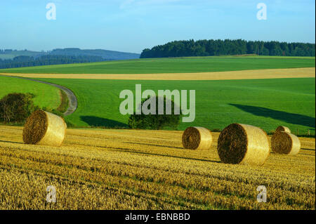 landscape with bales of straw in morning light, Germany, North Rhine-Westphalia, Sauerland, Fredeburg Stock Photo