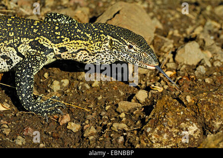 Nile monitor (Varanus niloticus), on the feed at river shore, Botswana, Chobe National Park Stock Photo