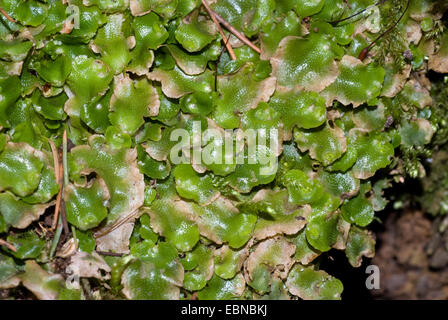 Crescent-cup liverwort (Lunularia cruciata), with breeding cups, Germany Stock Photo