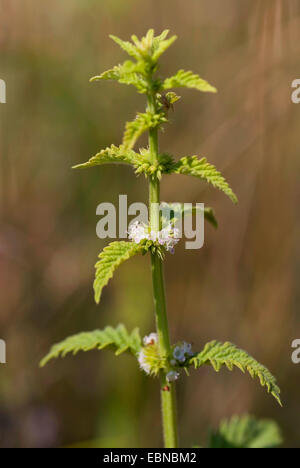 European bugleweed, Gypsywort, Gipsywort (Lycopus europaeus), blooming, Germany Stock Photo