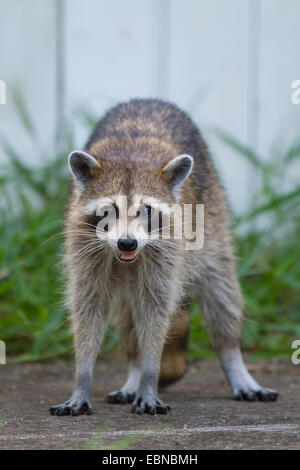 RACCOON (Procyon lotor) female in a backyard, Fort Myers, Florida, USA. Stock Photo