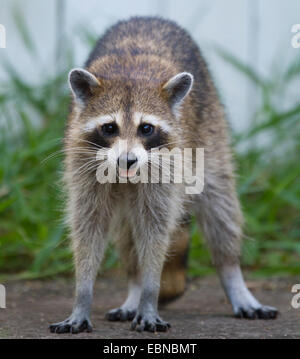 RACCOON (Procyon lotor) female in a backyard, Fort Myers, Florida, USA. Stock Photo