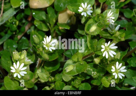 common chickweed (Stellaria media), blooming, Germany Stock Photo
