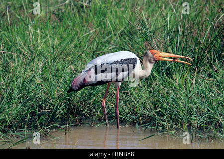 painted stork (Mycteria leucocephala, Ibis leucocephalus), with prey in bill, Sri Lanka, Yala National Park Stock Photo