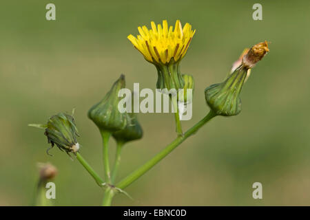 common sow thistle, annual sow thistle, common sow thistle, small sow thistle (Sonchus oleraceus), blooming, Germany Stock Photo