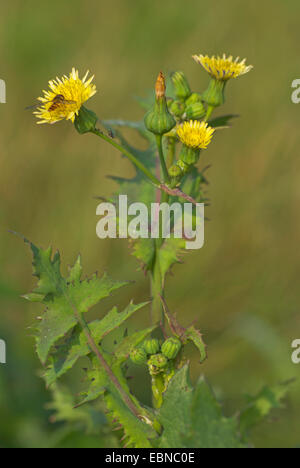 common sow thistle, annual sow thistle, common sow thistle, small sow thistle (Sonchus oleraceus), blooming, Germany Stock Photo