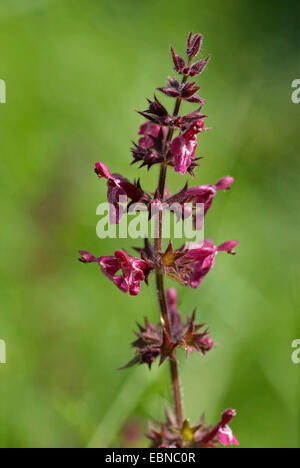 Hedge woundwort, Whitespot (Stachys sylvatica), inflorescence, Germany Stock Photo