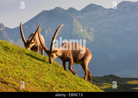 Alpine ibex (Capra ibex, Capra ibex ibex), to ibexes grazing on a slope, Switzerland, Toggenburg, Chaeserrugg Stock Photo