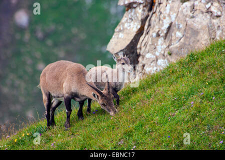Alpine ibex (Capra ibex, Capra ibex ibex), female and juvenile grazing on a slope, Switzerland, Toggenburg, Chaeserrugg Stock Photo