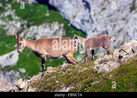 Alpine ibex (Capra ibex, Capra ibex ibex), female with juvenile on a rocky slope, Switzerland, Alpstein, Saentis Stock Photo