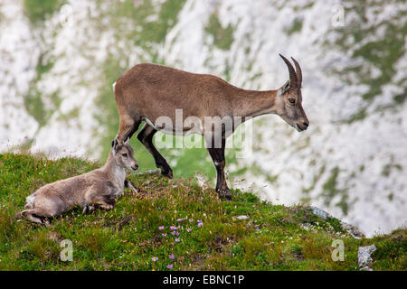 Alpine ibex (Capra ibex, Capra ibex ibex), female and juvenile on a slope, Switzerland, Toggenburg, Chaeserrugg Stock Photo