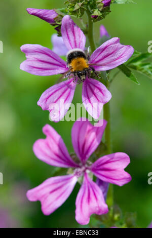 common mallow, blue mallow, high mallow, high cheeseweed (Malva sylvestris), flower with bumble bee, Germany Stock Photo