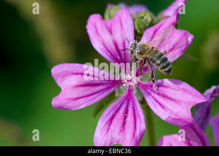 common mallow, blue mallow, high mallow, high cheeseweed (Malva sylvestris), flower with bee with pollen, Germany Stock Photo