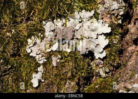 lichen (Parmelina tiliacea), on bark, Germany Stock Photo