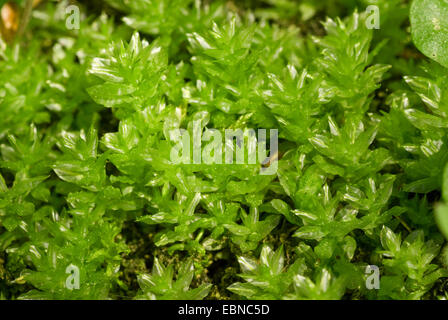 Hart's-tongue thyme moss (Plagiomnium undulatum, Mnium undulatum), twiglets, Germany Stock Photo