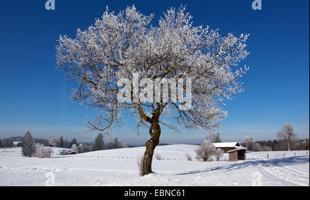single tree with hoar frost in winter scenery, Germany, Bavaria, Oberbayern, Upper Bavaria, Saulgrub Stock Photo
