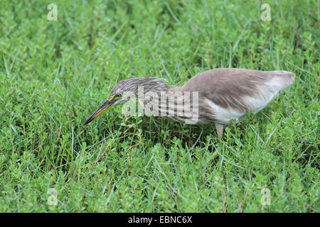 Chinese pond heron (Ardeola bacchus), on the feed, Sri Lanka, Yala National Park Stock Photo