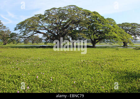 waterhyacinth, common water-hyacinth (Eichhornia crassipes), lake with waterhyacinths in Sri Lanka, Sri Lanka Stock Photo