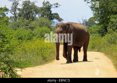 Sri Lanka Elephant, Asiatic elephant, Asian elephant (Elephas maximus, Elephas maximus maximus), walking on a path and feeding , Sri Lanka, Udawalawe National Park Stock Photo