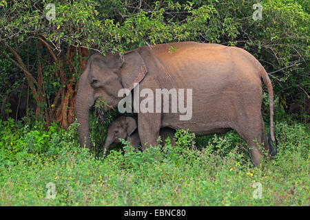 Sri Lanka Elephant, Asiatic elephant, Asian elephant (Elephas maximus, Elephas maximus maximus), female with young elephant, Sri Lanka, Yala National Park