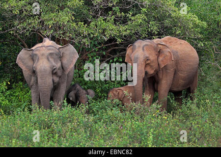 Sri Lanka Elephant, Asiatic elephant, Asian elephant (Elephas maximus, Elephas maximus maximus), two females with two elephant calves, Sri Lanka, Yala National Park