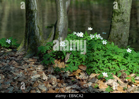 wood anemone (Anemone nemorosa), flowering at forest floor, Germany, North Rhine-Westphalia, Bergisches Land Stock Photo