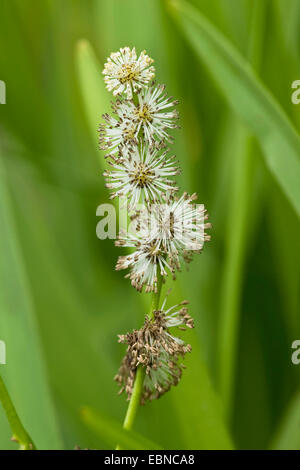 Branched Burreed, Exotic Bur Reed Sparganium Erectum, Exotic Bur-Reed, Simple-Stem Burr-Reed, Simplestem Bur-Reed (Sparganium erectum), inflorescence with male flowers, Germany Stock Photo