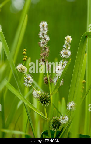 Branched Burreed, Exotic Bur Reed Sparganium Erectum, Exotic Bur-Reed, Simple-Stem Burr-Reed, Simplestem Bur-Reed (Sparganium erectum), inflorescence with male flowers, Germany