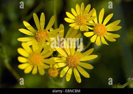 eastern marsh ragwort, marsh ragwort (Senecio aquaticus), blooming, Germany Stock Photo