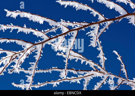 big ice crytsals at a twig in the sunshine, Germany, Bavaria, Oberbayern, Upper Bavaria Stock Photo
