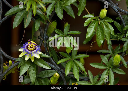 Blue Passionflower (Passiflora caerulea), blooming Stock Photo