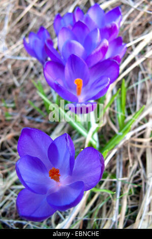 Dutch crocus, spring crocus (Crocus vernus, Crocus neapolitanus), blooming in a meadow Stock Photo