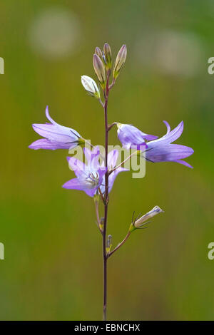 Campanula rapunculus (Campanula rapunculus), inflorescence, Germany, Rhineland-Palatinate Stock Photo