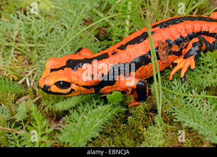 European fire salamander (Salamandra salamandra), red morph with stripes, Germany Stock Photo
