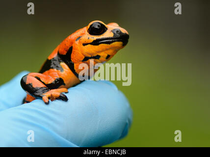 European fire salamander (Salamandra salamandra), red morph with stripes hold in hand, Germany Stock Photo