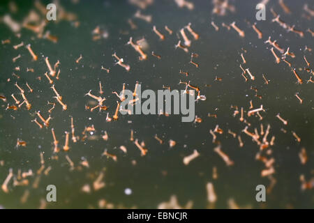 house mosquito, northern common house mosquito, common gnat, house gnat (Culex pipiens), mosquito larvae under water surface, Germany, North Rhine-Westphalia Stock Photo