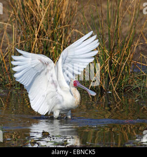 African spoonbill (Platalea alba), looking for food in shallow water, South Africa, Pilanesberg National Park Stock Photo