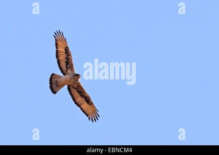 African hawk eagle (Hieraaetus spilogaster), flying, South Africa, Pilanesberg National Park Stock Photo