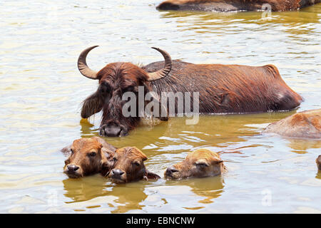 Asian water buffalo, wild water buffalo, carabao (Bubalus bubalis, Bubalus arnee), bathing with calves, Sri Lanka, Yala National Park Stock Photo
