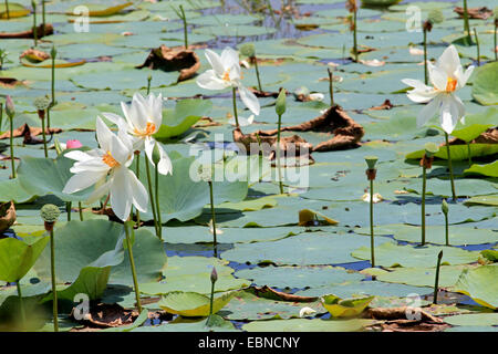 East Indian lotus (Nelumbo nucifera), flowers and fruits in a pond, Sri Lanka, Yala National Park Stock Photo