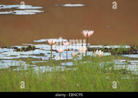water lily, pond lily (Nymphaea spec.), pond with water lilies, Sri Lanka, Yala National Park Stock Photo