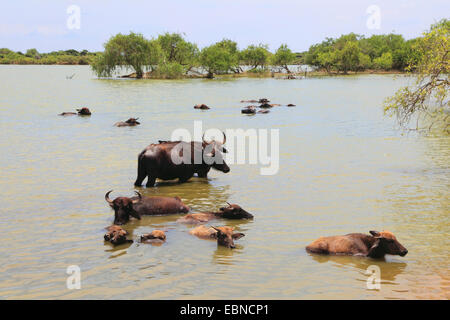 Asian water buffalo, wild water buffalo, carabao (Bubalus bubalis, Bubalus arnee), herd of buffalos bathing, Sri Lanka, Yala National Park Stock Photo
