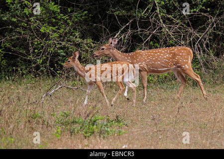 spotted deer, axis deer, chital (Axis axis, Cervus axis), female with fawn, Sri Lanka, Yala National Park Stock Photo